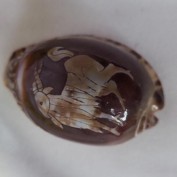 Horoscope Tiger Cowry Seashell Scrimshaw Carved Capricorn Perfect Cypraea Tigris - Picture 7 of 8